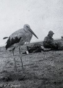 Wading bird mistakenly conscripted into Norfolk Regiment, Persian Front, Mesopotamia, 1917/18